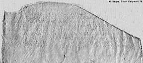 Thumbnail Image of Squeeze